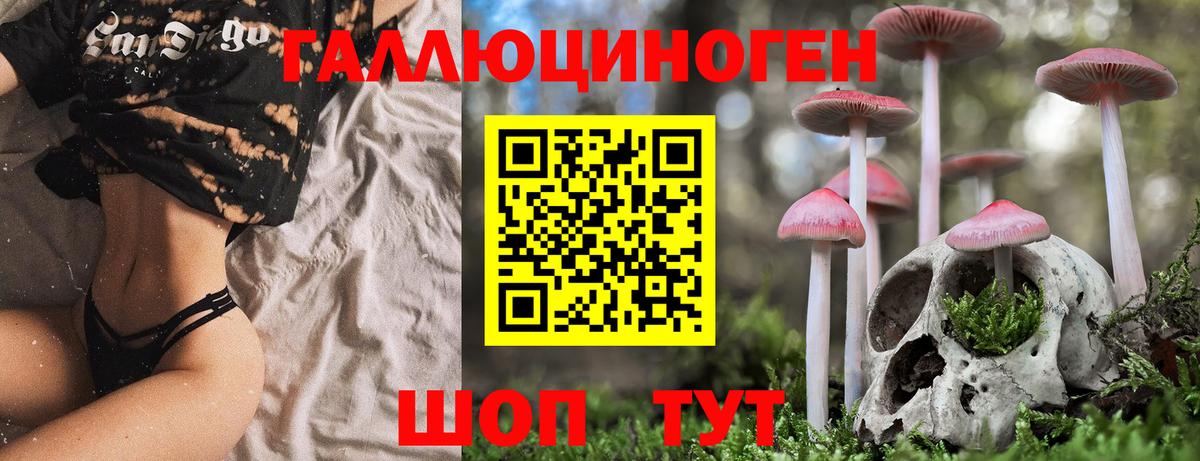 магазин    Вход с VPN  Псилоцибиновые грибы Psilocybine cubensis  Сунжа  Галлюциногенные грибы Cubensis 